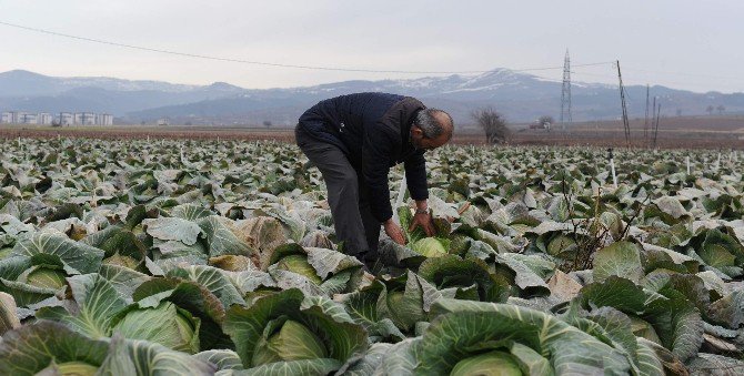 Lahana Pazarda 7 Lira, Tarlada 35 Kuruş