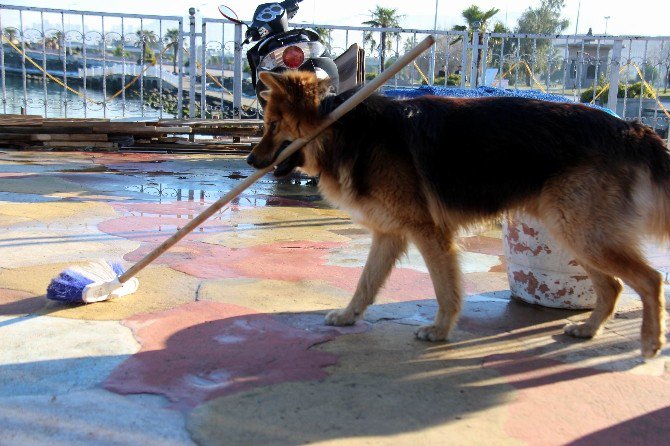 Yerleri Süpüren Köpek Herkesi Şaşırtıyor