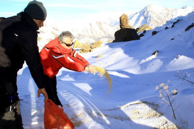 Hakkari’de Türküler Eşliğinde Doğaya Yem Bırakıldı