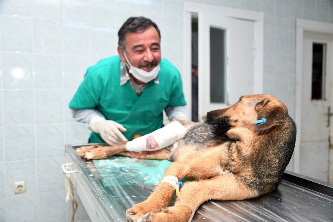 Trafik Kazası Geçiren Köpek Ve Yavrularına Belediye Sahip Çıktı