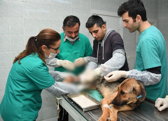 Trafik Kazası Geçiren Köpek Ve Yavrularına Belediye Sahip Çıktı