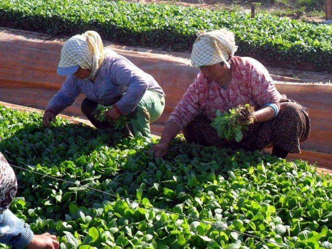 Ege’nin Tütün İhracatı 1 Milyar Doları Aştı