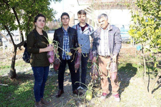 Öğretmenden 6 Kiloluk Yeni Turp Çeşidi