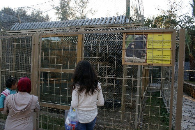 Dişlerini Sökülen Şempanzeye Antalya Büyükşehir Belediyesi Sahip Çıktı