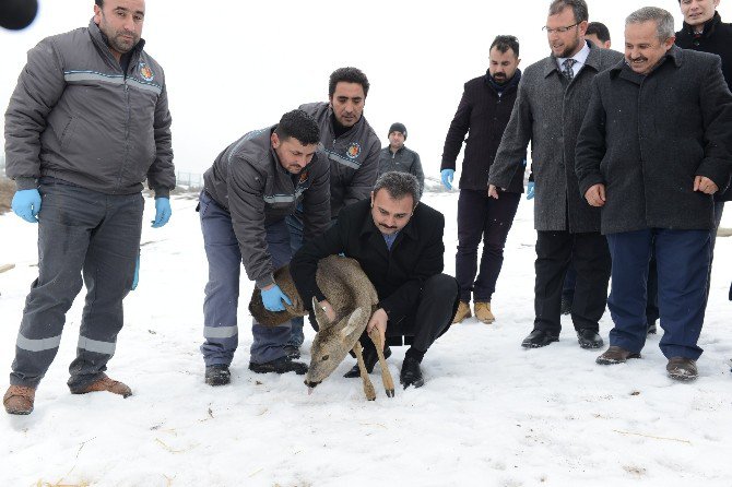 Başkan Külcü Yaralı Karacayı Doğaya Saldı