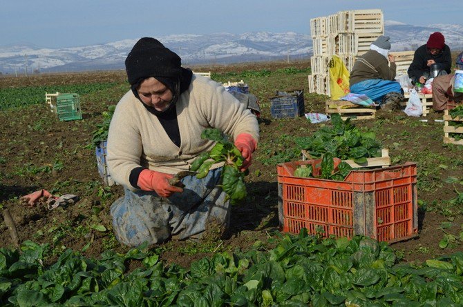 Tarımda Genç Girişimci Kadınlar Güçleniyor Programı Erzincan’da Başladı