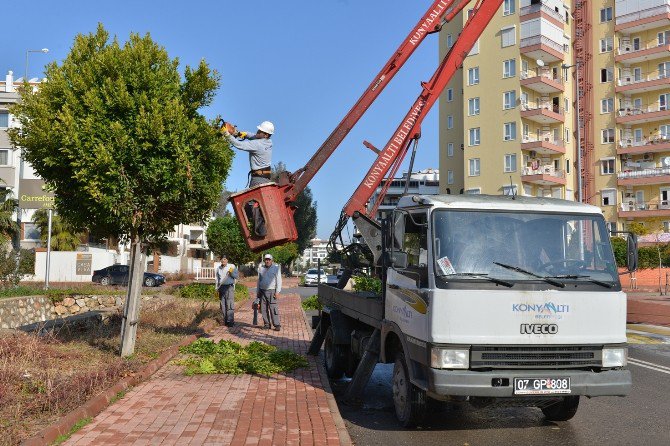 Konyaaltı’nda Ağaç Budama Çalışması