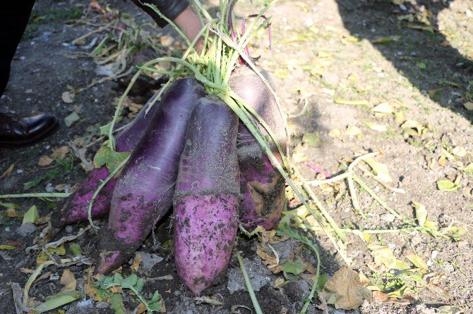 Öğretmenden 6 Kiloluk Yeni Turp Çeşidi