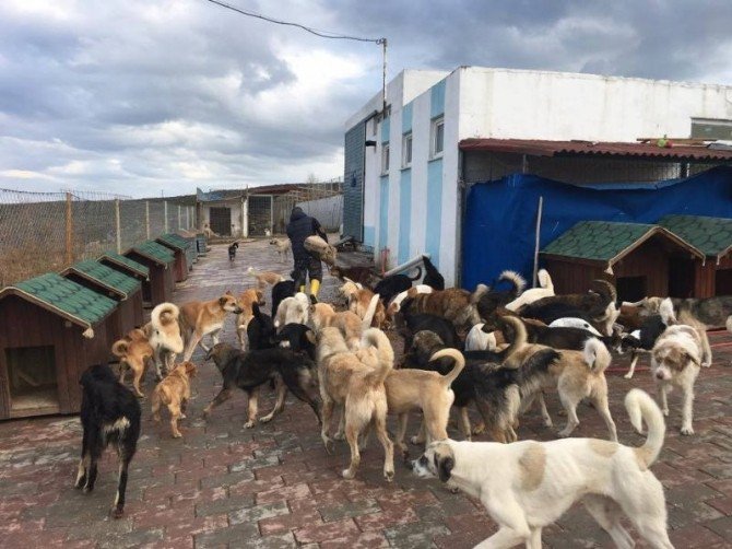 Adalar Belediyesi’nden Sokak Hayvanlarına Mini Evler