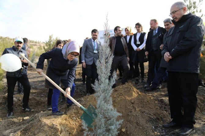 Mardin’de ’Bereket Ormanlarına’ Fidan Dikildi