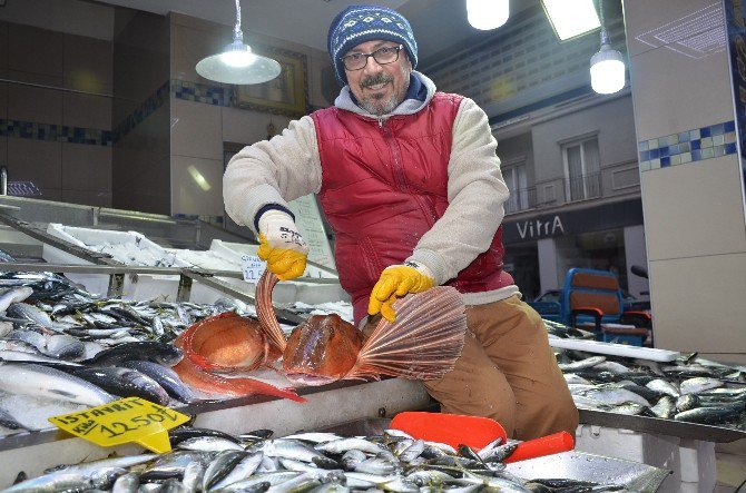 Kırlangıç Balığı Tezgahları Süslüyor