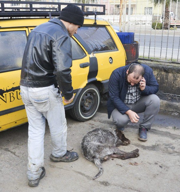 Tavuklarına Saldırdığı İddiasıyla Köpeği Tüfekle Vurarak Öldürdü