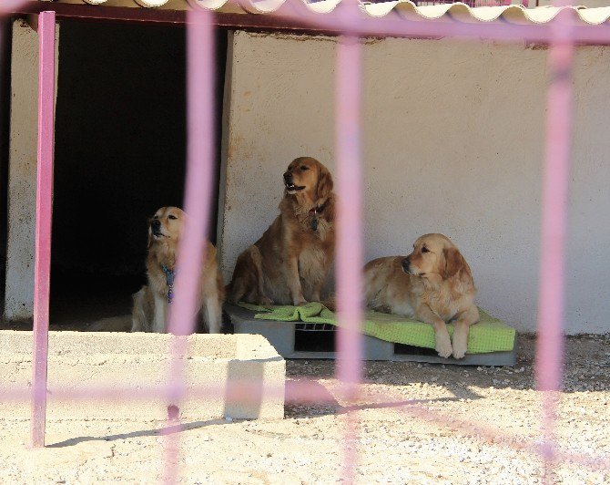 Golden Çetesine Belediye El Koydu