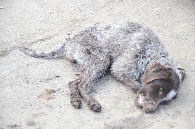 Tavuklarına Saldırdığı İddiasıyla Köpeği Tüfekle Vurarak Öldürdü