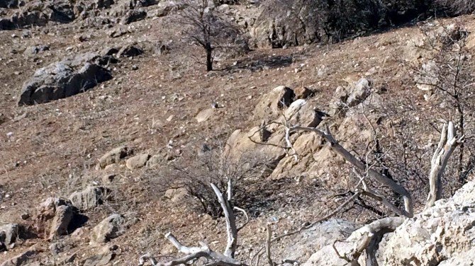 Akdamar Adası’ndaki Tavşanlar Yeniden Toplanacak