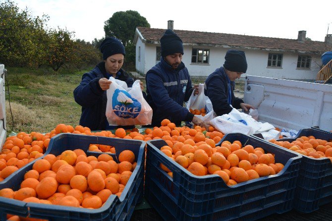 Söke Belediyesi’nden Vatandaşa C Vitamini