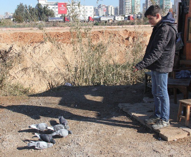 Duvarı Kırıp Keçiyi Ve Güvercinleri Çaldılar