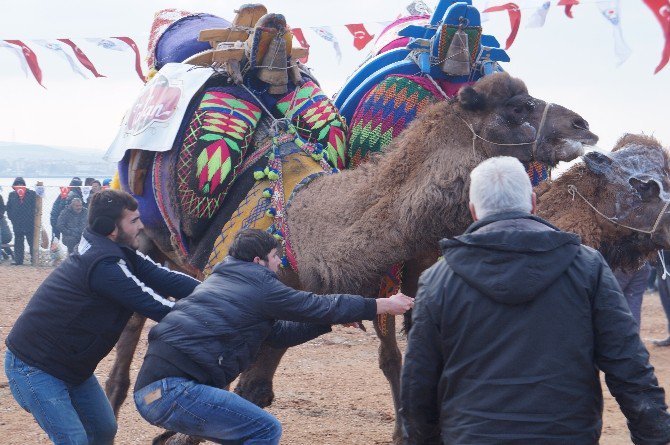 Lapseki’de 7’inci Geleneksel Deve Güreşleri Gerçekleştirildi