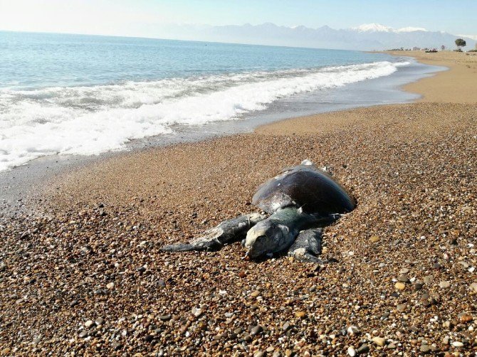 Antalya’da Sahile Caretta Caretta Ölüsü Vurdu