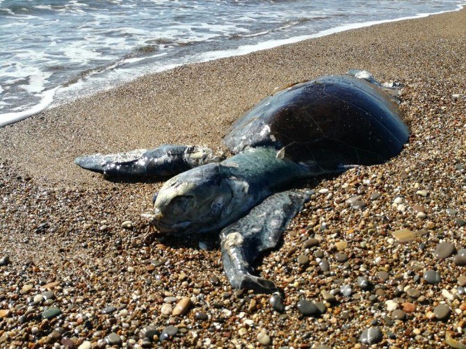 Antalya’da Sahile Caretta Caretta Ölüsü Vurdu