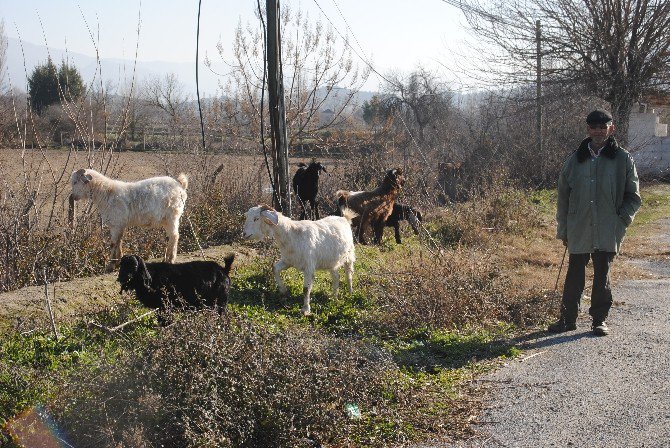 Doğuda Kar, Aydın’da Bahar