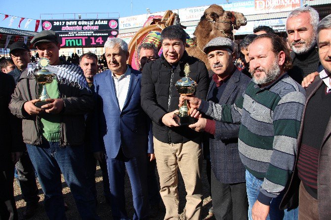 100 Ünlü Güreş Devesi Kapalı Spor Salonu İçin Güreşti