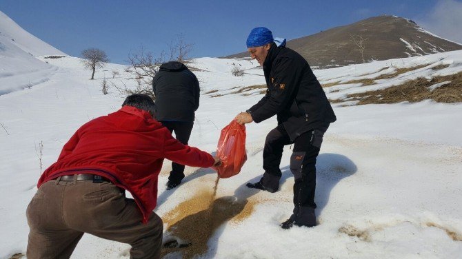 Hakkari’de Yemleme Çalışması