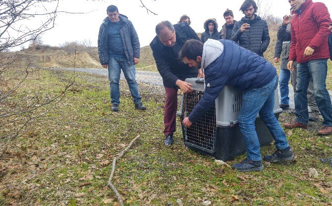 Tedavisi Biten Yaban Hayvanlar Doğaya Bırakıldı