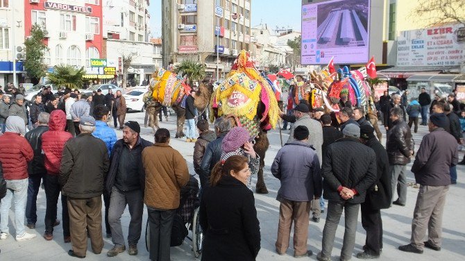 Deve Güreşlerinin Kırkpınarı Hafta Sonu Burhaniye’de Yapılacak