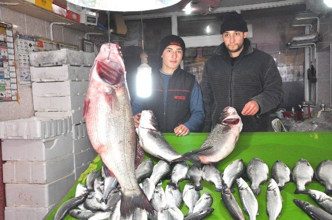 15 Kiloluk Levrek Görenleri Şaşırtıyor