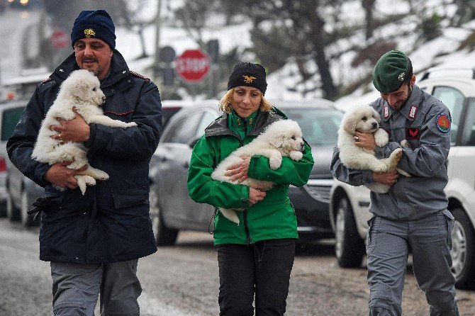 İtalya’daki Çığ Felaketinden 5 Gün Sonra 3 Köpek Yavrusu Kurtarıldı