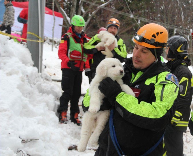 İtalya’daki Çığ Felaketinden 5 Gün Sonra 3 Köpek Yavrusu Kurtarıldı