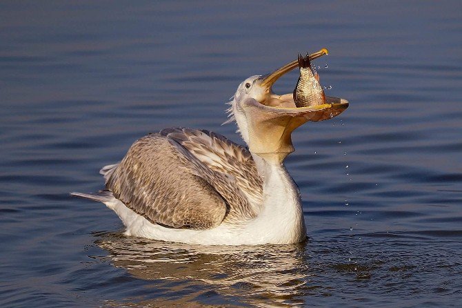 Tepeli Pelikanların Gölyazı’da Taze Balık Keyfi