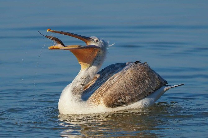 Tepeli Pelikanların Gölyazı’da Taze Balık Keyfi