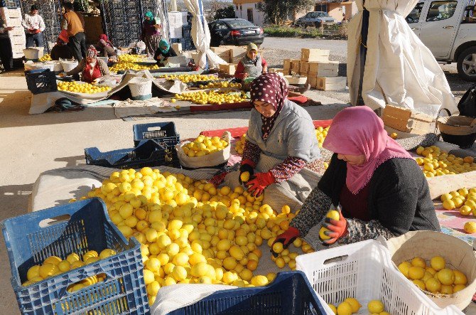 Ekşi Limon İhracatla Ekonomiyi Tatlandırdı