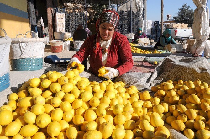 Ekşi Limon İhracatla Ekonomiyi Tatlandırdı