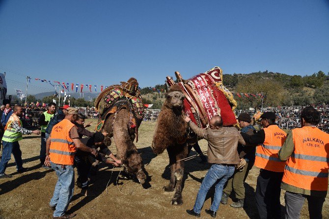 Milas’ta Develer Eğitim Yararına Güreşti