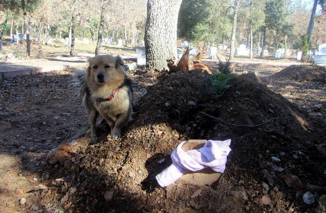 Vefakar Köpek, Her Gün Ölen Sahibinin Mezarına Koşuyor