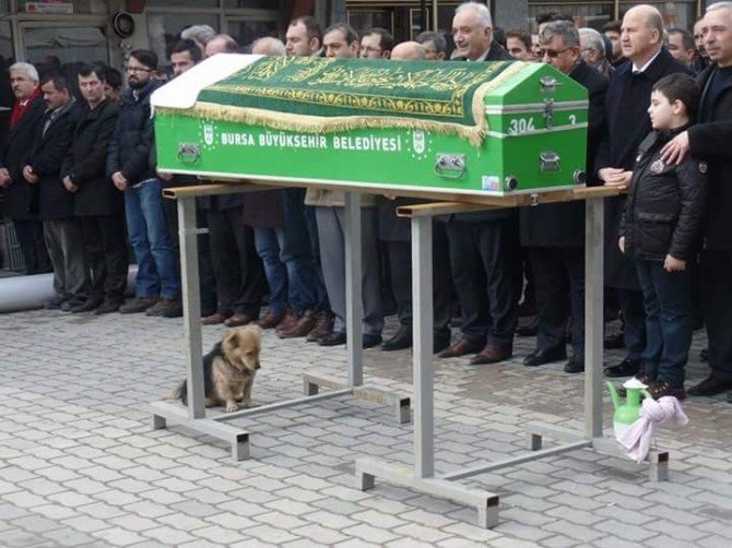 Vefakar Köpek, Her Gün Ölen Sahibinin Mezarına Koşuyor