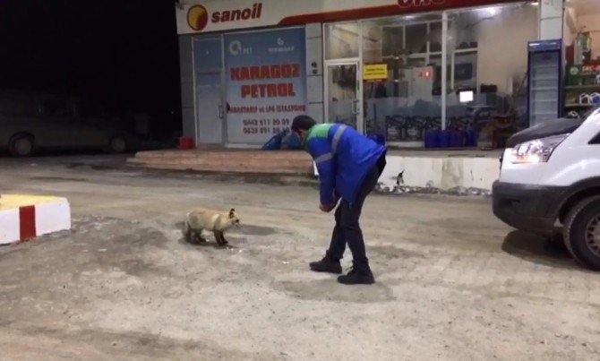 Aç Kalan Tilki Benzin İstasyonuna Sığınarak Karnını Doyurdu