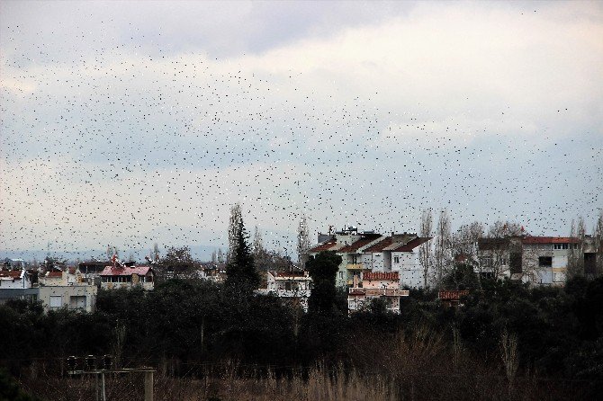 Binlerce Kuş Gökyüzünü Kapladı