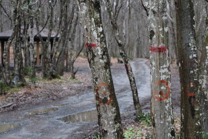 Vatandaşlardan ‘Belgrad Ormanı’ Tepkisi