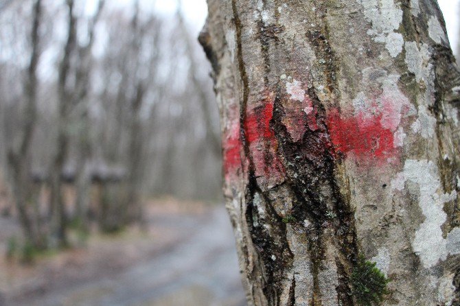 Vatandaşlardan ‘Belgrad Ormanı’ Tepkisi