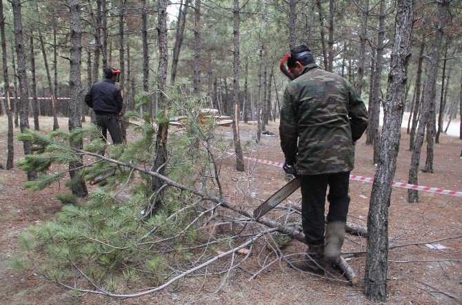 Çorum’da Ormanlara 71 Milyon Liralık Yatırım