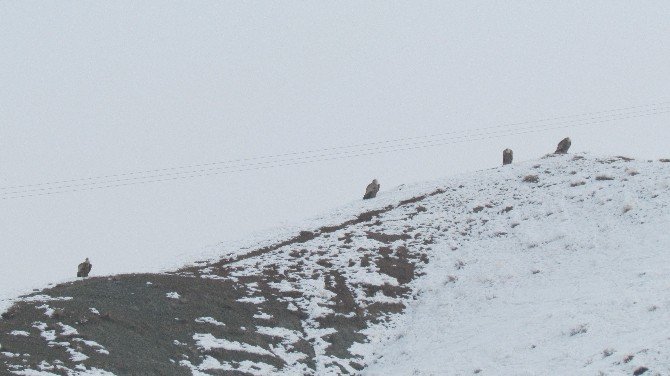 Kızıl Akbabalar İçin Doğaya Foto Kapan Bırakıldı