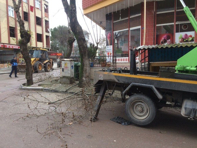 Körfez’de Ağaçlara Kış Bakımı