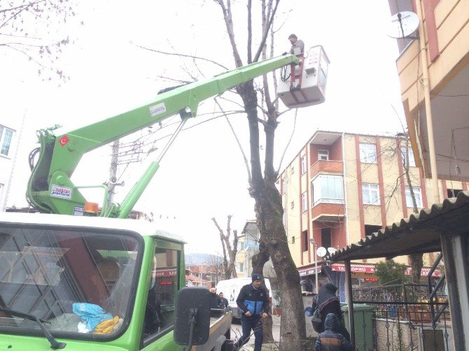 Körfez’de Ağaçlara Kış Bakımı