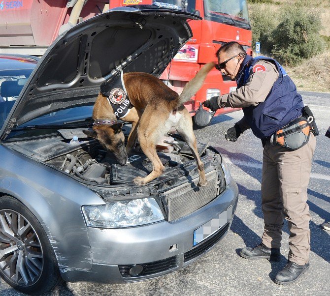 Özel Eğitimli Köpeklerden Sevkiyatlara Engel