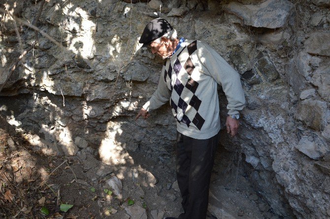 Tokat’ta Mahalleliyi Ayı Korkusu Sardı