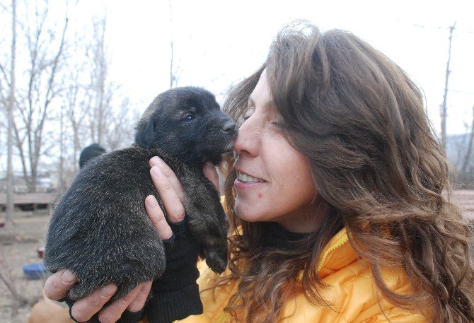 Bahçesinde 100’e Yakın Köpeğe Bakan Hayvansevere Destek